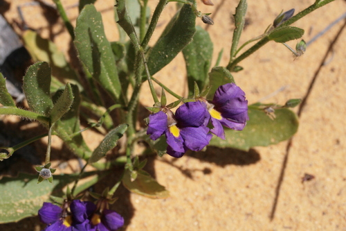 Scaevola phlebopetala (Scaevola phlebopetala)