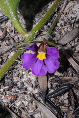 Scaevola phlebopetala (Scaevola phlebopetala)