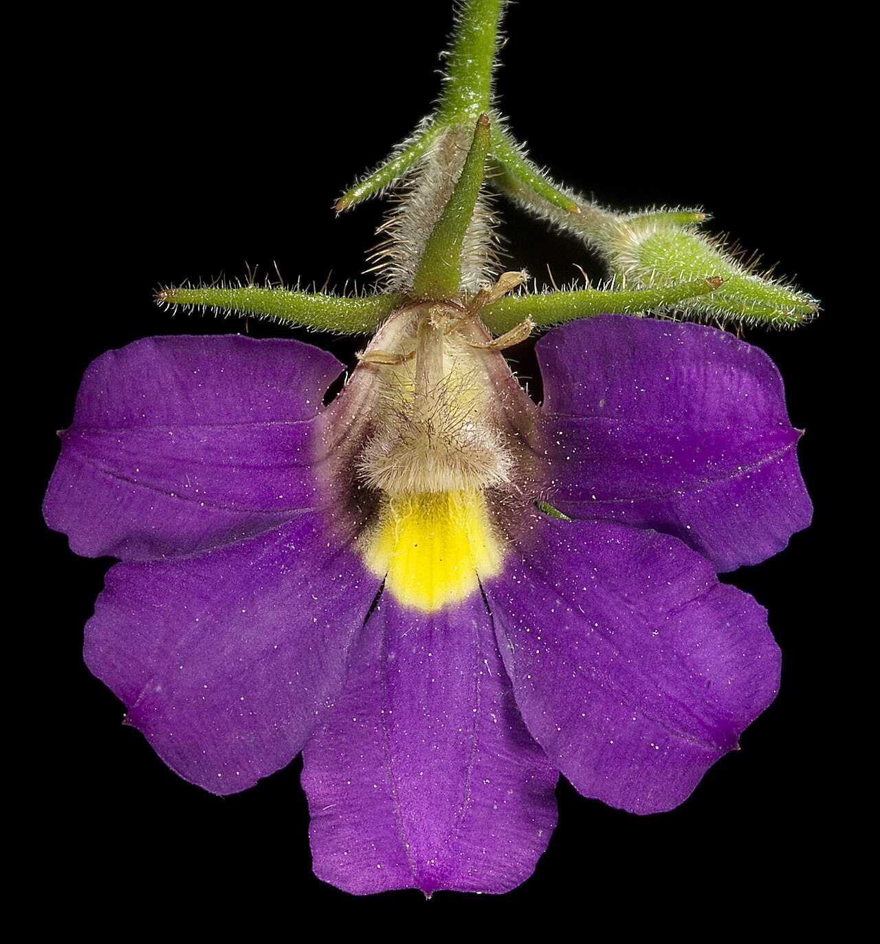 Scaevola phlebopetala: KRT4023