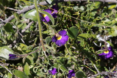 Scaevola phlebopetala (Scaevola phlebopetala)