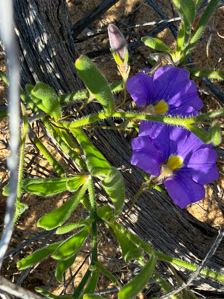 Scaevola phlebopetala (Scaevola phlebopetala)