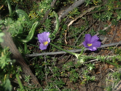 Scaevola phlebopetala (Scaevola phlebopetala)