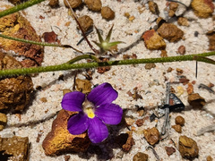 Scaevola phlebopetala (Scaevola phlebopetala)