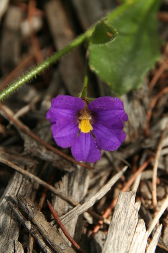 Scaevola phlebopetala (Scaevola phlebopetala)