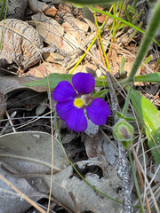 Scaevola phlebopetala (Scaevola phlebopetala)