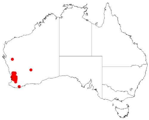 Scaevola platyphylla: Scaevola platyphylla occurrence data downloaded from Australasian Virtual Herbarium on 12 May 2019