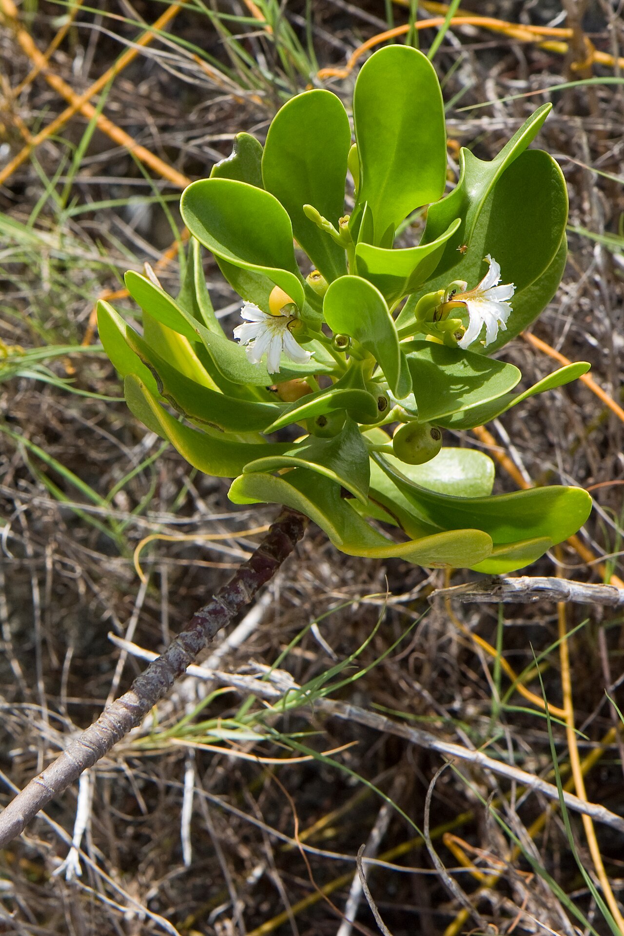 Gullfeed: Scaevola plumieri in flower. Plant part of a colony located on a hammock a few yards in from the beach on Honeymoon Island State Park, Dunedin, Florida, USA. Co