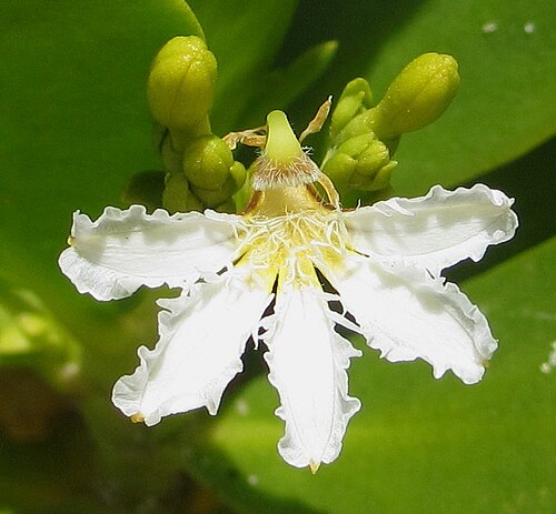 Gullfeed: A member of the family Goodeniaceae. The plant is a coastal pioneer that fixes sand of beaches.