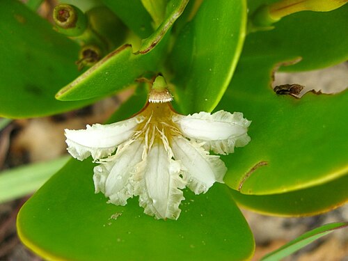 Gullfeed: Scaevola plumieri - GOODENIACEAE Garopaba - SC - Brasil