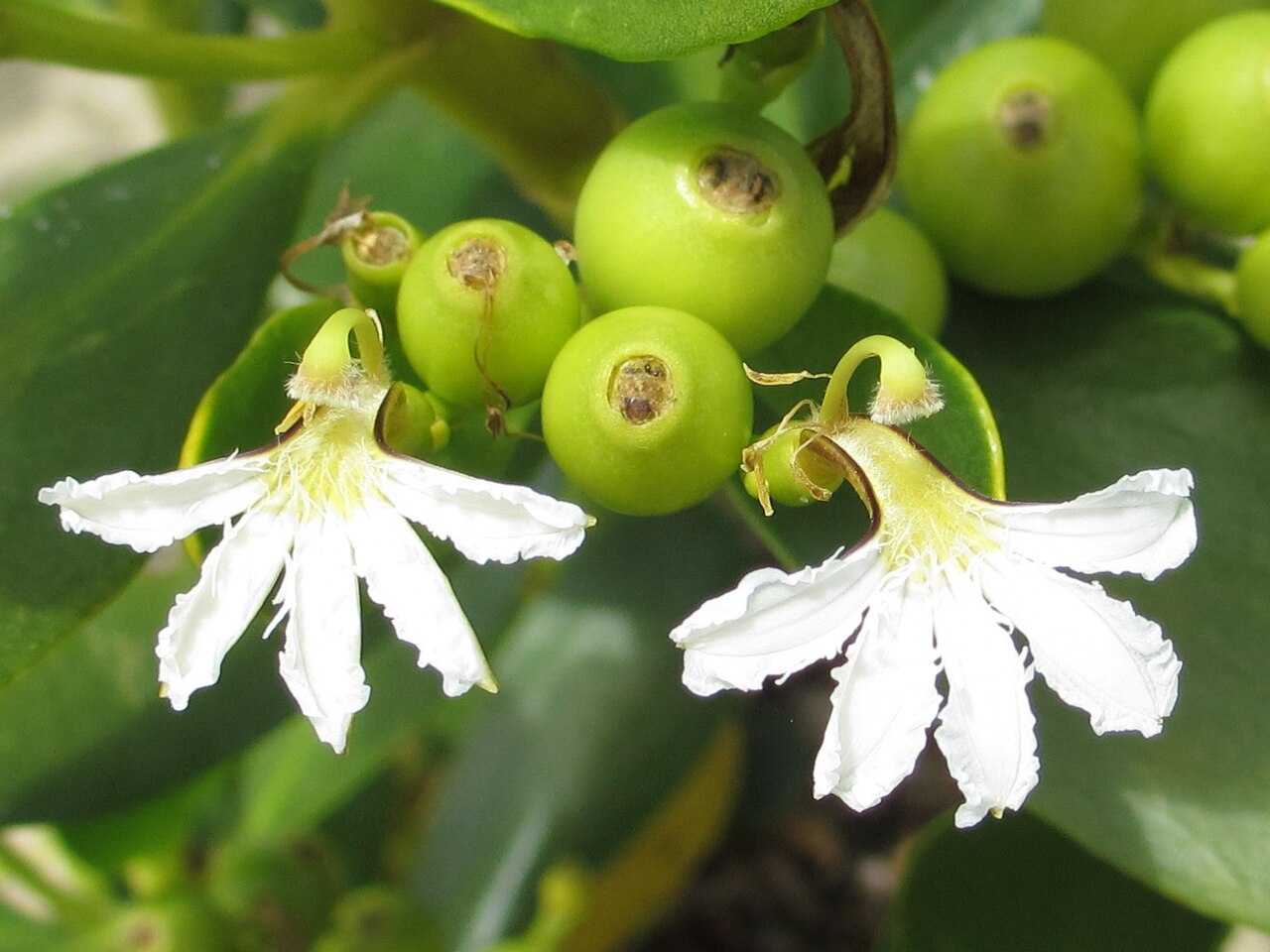 Gullfeed: Scaevola plumieri 3