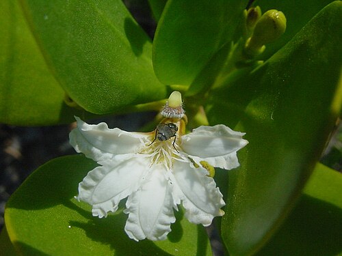 Gullfeed: Scaevola plumieri - GOODENIACEAE - Praia do Mo�ambique - Florian�polis - SC - Brasil