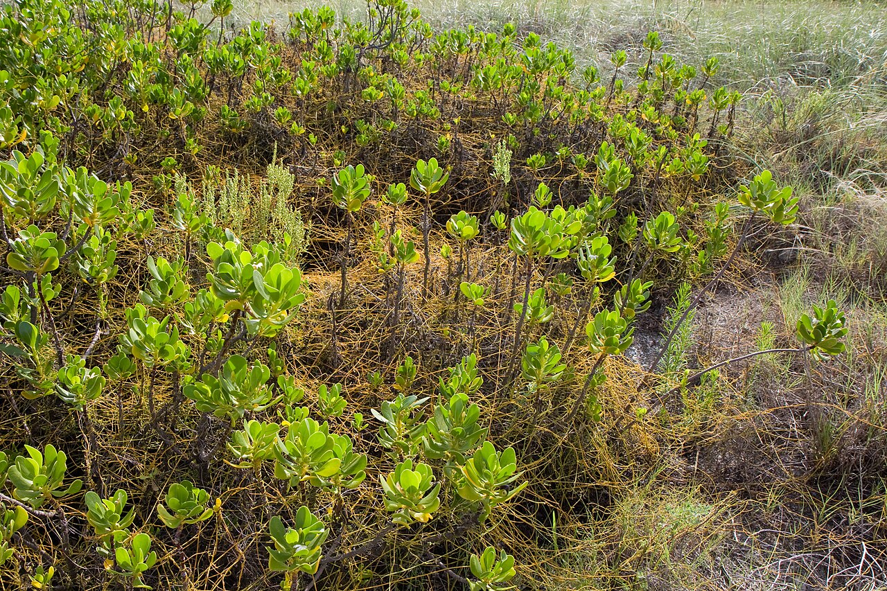 Gullfeed: Scaevola plumieri colony located on a hammock a few yards in from the beach on Honeymoon Island State Park, Dunedin, Florida, USA. Common names: Beachberry, Ink