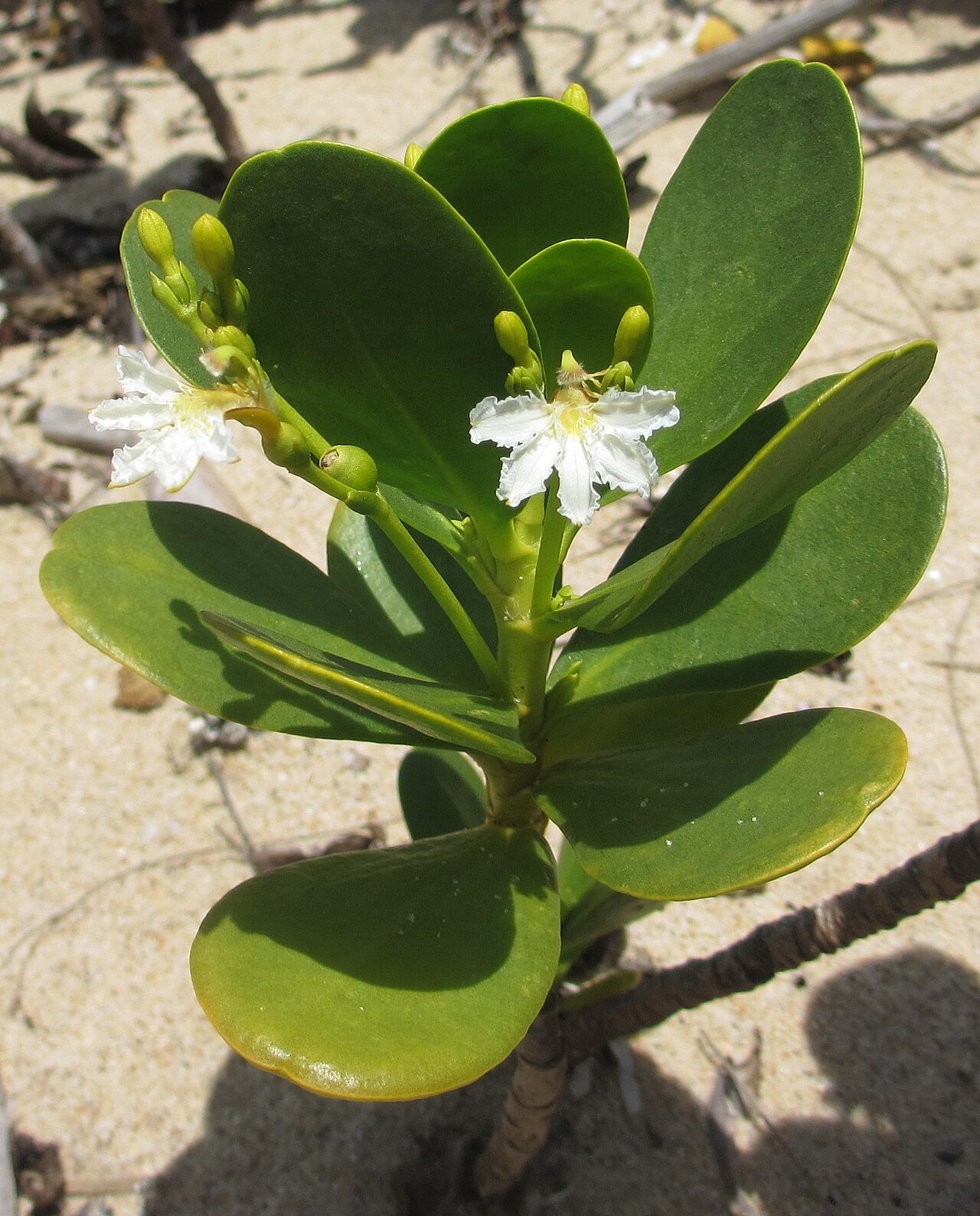 Gullfeed: Scaevola plumieri - the plant