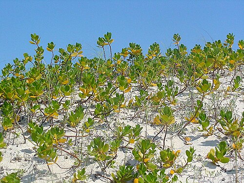 Gullfeed: Scaevola plumieri - GOODENIACEAE - Praia do Moçambique - Florianópolis - SC - Brasil