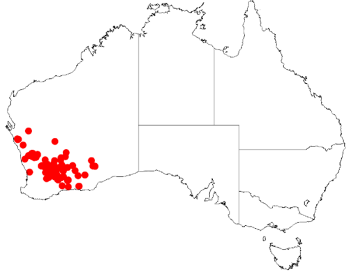 Scaevola restiacea: Scaevola restiacea occurrence data downloaded from Australasian Virtual Herbarium on 12 May 2019