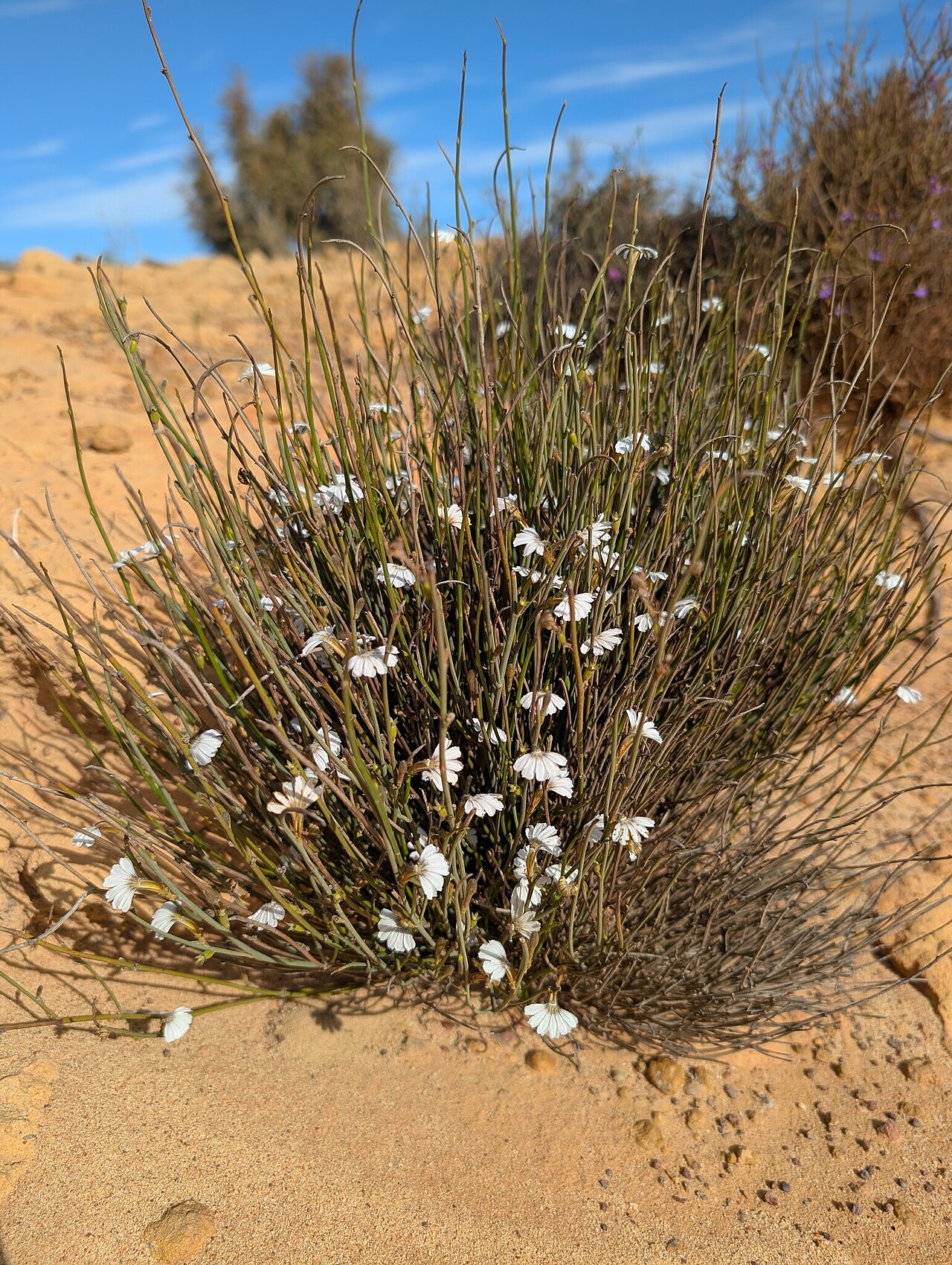 Scaevola restiacea: Scaevola restiacea in Australia