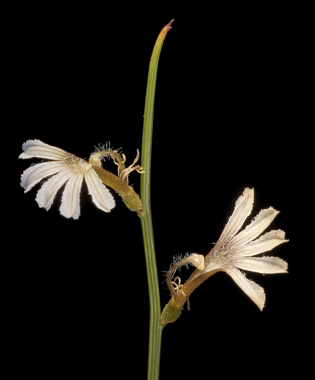 Scaevola restiacea: KRT3730