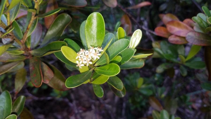 Scagea oligostemon (Scagea oligostemon)