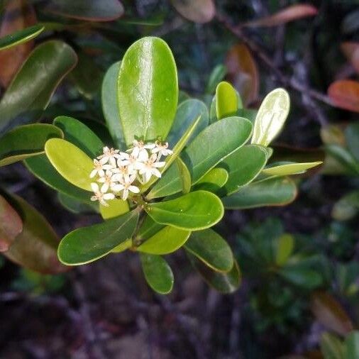 Scagea oligostemon (Scagea oligostemon)