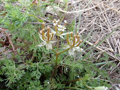 Shepherdsneedle (Scandix pecten-veneris)
