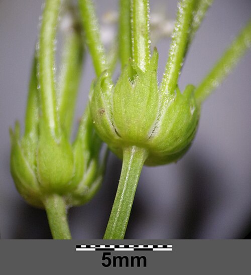 Shepherdsneedle: Bracteoles Taxonym: Scandix pecten-veneris (subsp. pecten-veneris) ss Rottensteiner: Exkursionsflora für Istrien ISBN 978-3-85328-067-6 Location: between Vrbnik