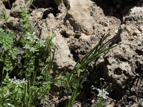 Shepherdsneedle (Scandix pecten-veneris)