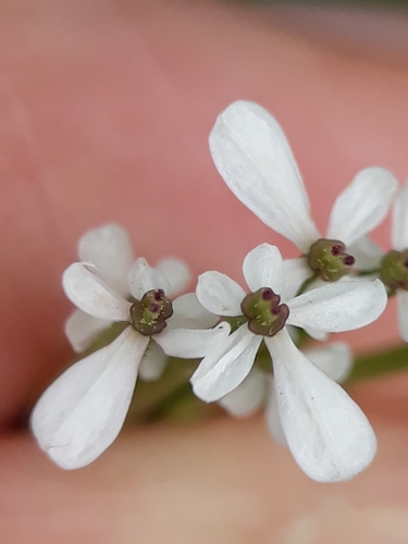 Shepherdsneedle (Scandix pecten-veneris)