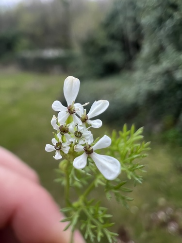 Shepherdsneedle (Scandix pecten-veneris)