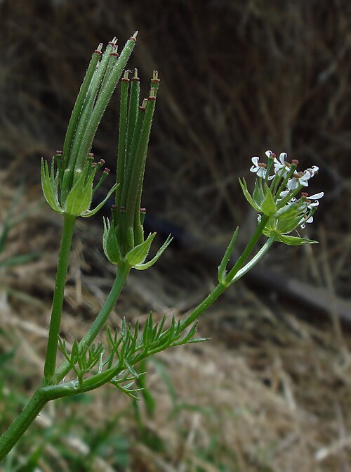 Shepherdsneedle: Scandix pecten-veneris (Shepherd's Needle), umbels in flowering and fruiting stage, showing hairy fruits with basal, seed-bearing and long neck, giving the plan