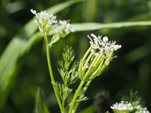 Shepherdsneedle