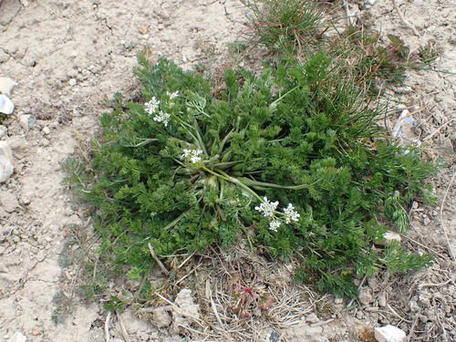 Shepherdsneedle (Scandix pecten-veneris)