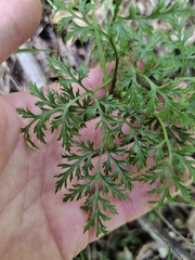 Sceptridium biforme (Sceptridium biforme)