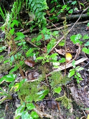 Sceptridium biforme (Sceptridium biforme)