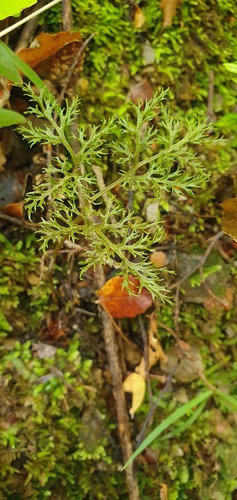 Sceptridium biforme (Sceptridium biforme)