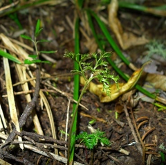 Sceptridium biforme (Sceptridium biforme)