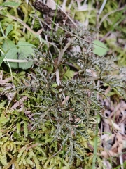 Sceptridium biforme (Sceptridium biforme)