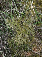 Sceptridium biforme (Sceptridium biforme)
