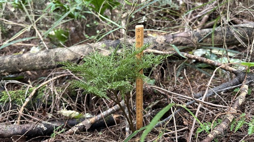 Sceptridium biforme (Sceptridium biforme)