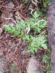 Sceptridium biforme (Sceptridium biforme)