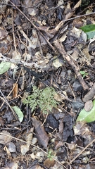 Sceptridium biforme (Sceptridium biforme)