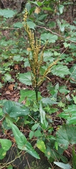 Sparselobe grapefern (Sceptridium biternatum)