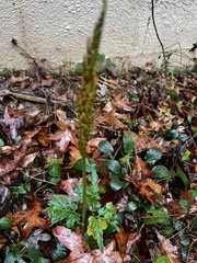 Sparselobe grapefern (Sceptridium biternatum)