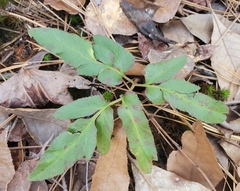 Sparselobe grapefern (Sceptridium biternatum)