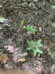 Sparselobe grapefern (Sceptridium biternatum)