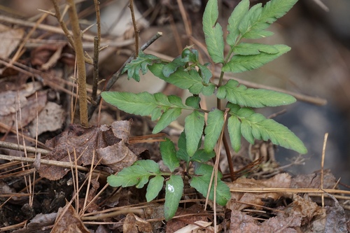 Sparselobe grapefern (Sceptridium biternatum)
