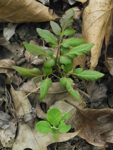 Sparselobe grapefern (Sceptridium biternatum)