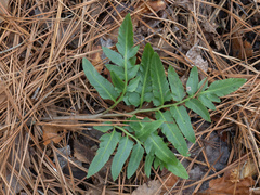 Sparselobe grapefern (Sceptridium biternatum)