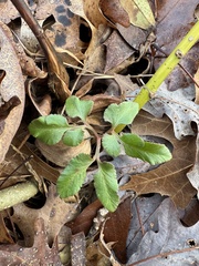 Sparselobe grapefern (Sceptridium biternatum)