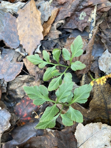 Sparselobe grapefern (Sceptridium biternatum)