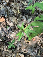 Sparselobe grapefern (Sceptridium biternatum)